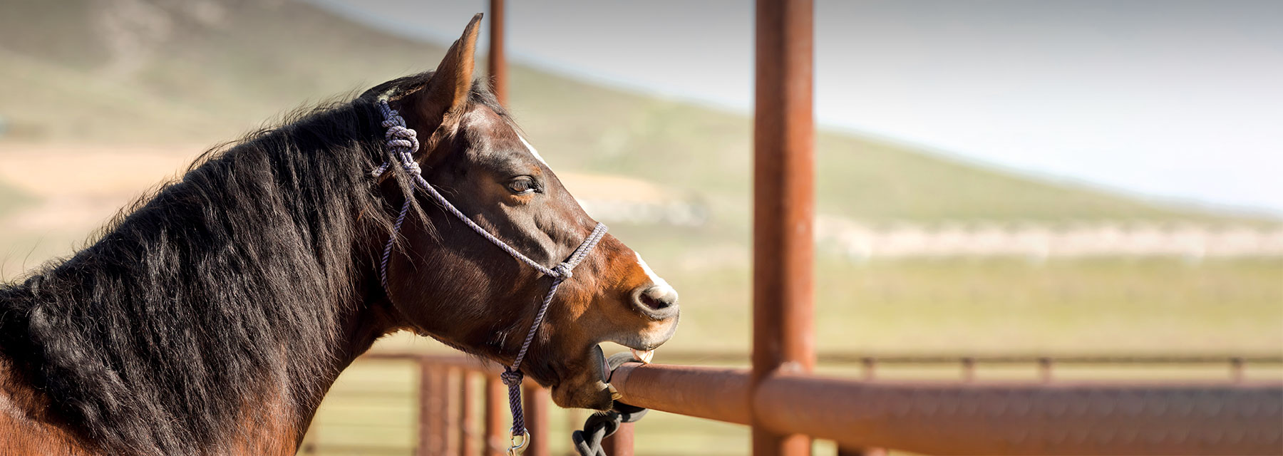 cribbing horse