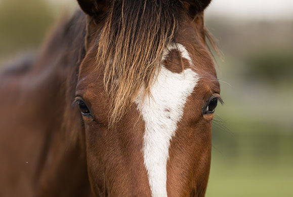 Headshaking in Horses