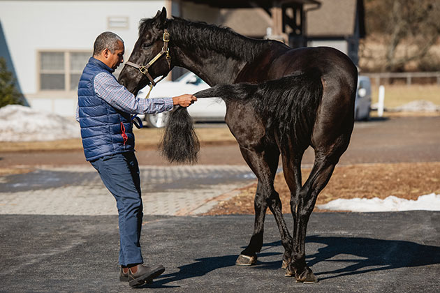 veterinarian working with horse with EPM