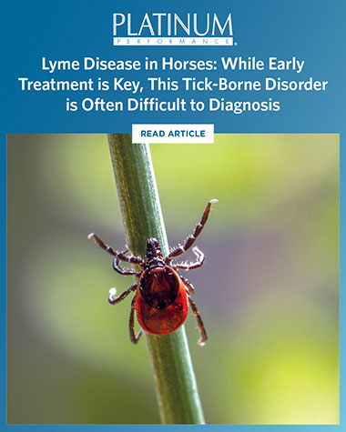 Lyme Disease in Horses