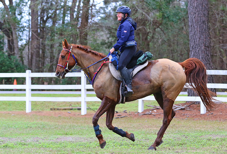 hydration for the Endurance Horse