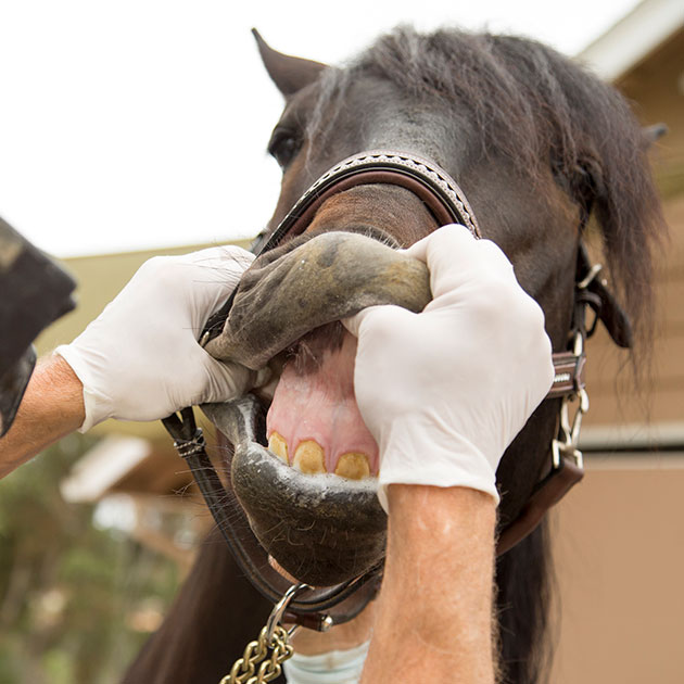 wellness exam for horses