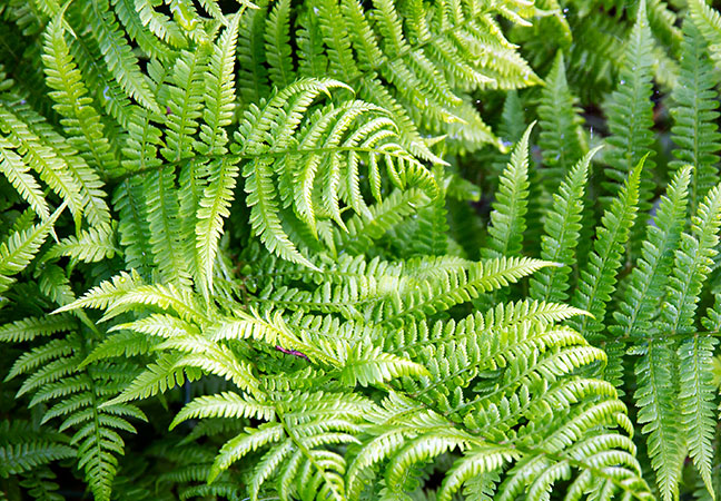 Bracken Fern
