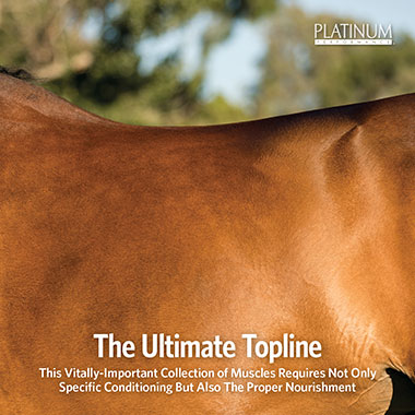 The Ultimate Topline in Horses