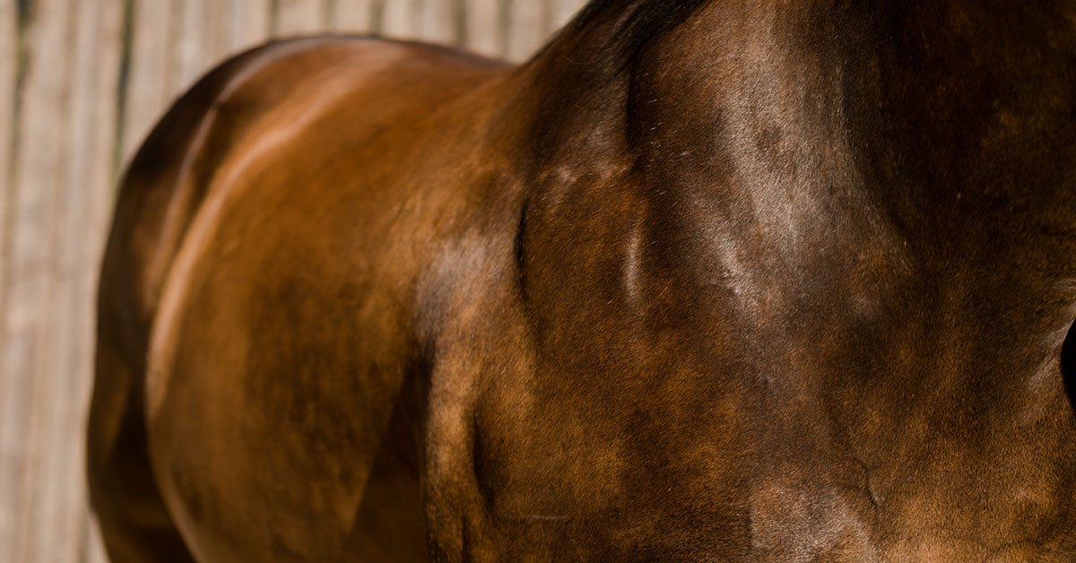 Sweet Itch in Horses Summer Itch Horse Equine Dermatitis