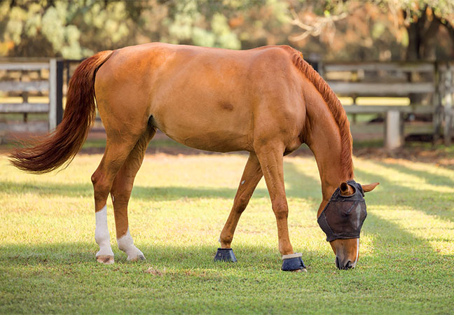 managing seasonal allergies