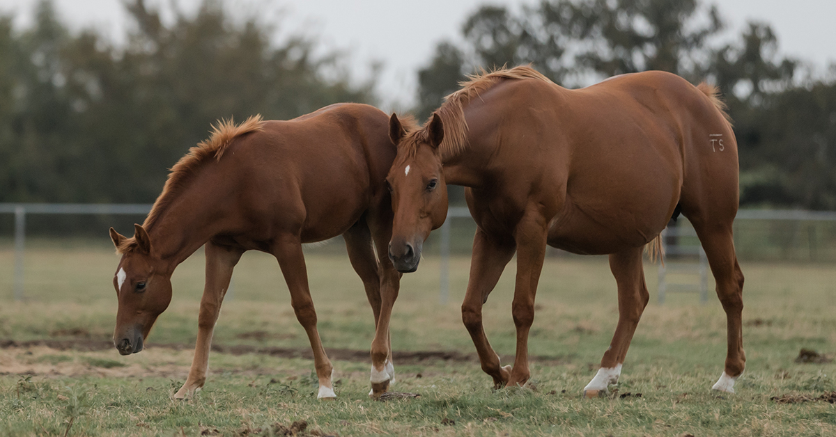 Iron in Horses Iron Horse Nutrition