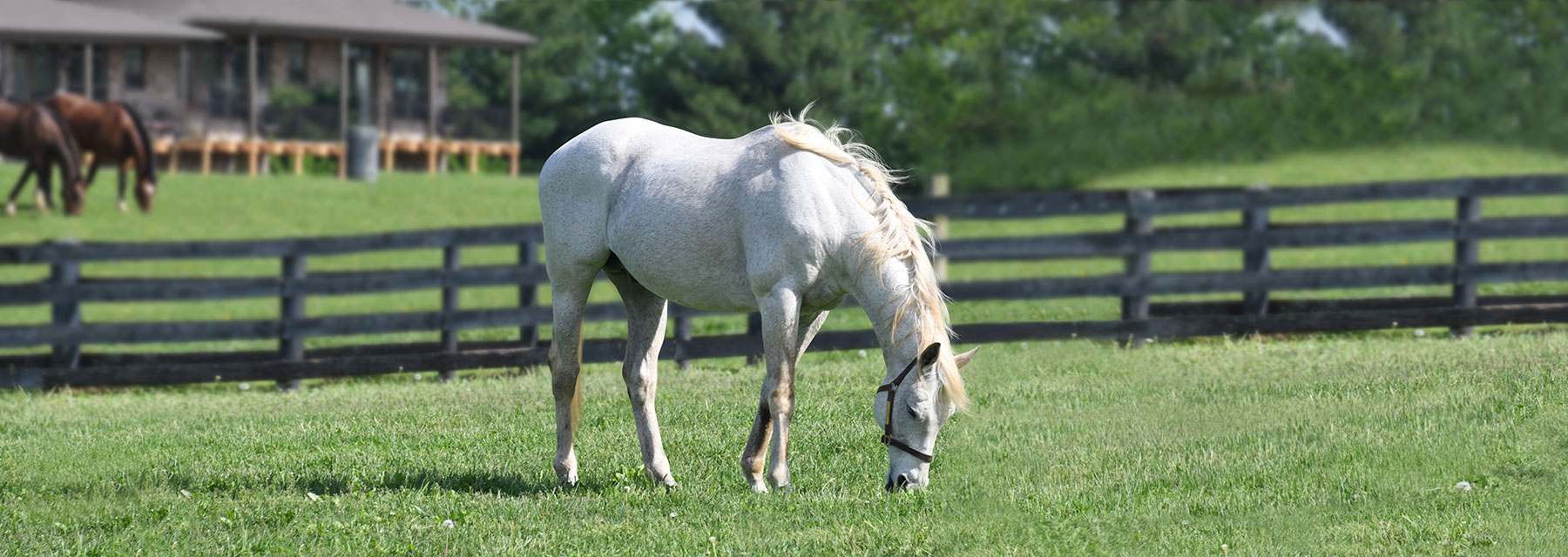 old friends thoroughbred farm