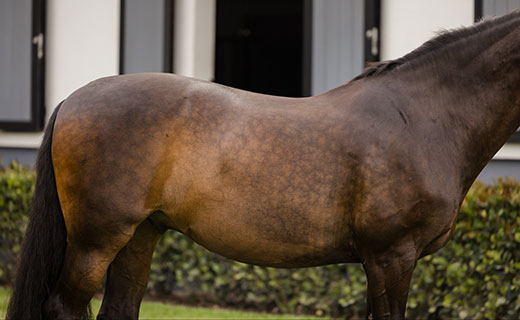 Body Work & The Topline