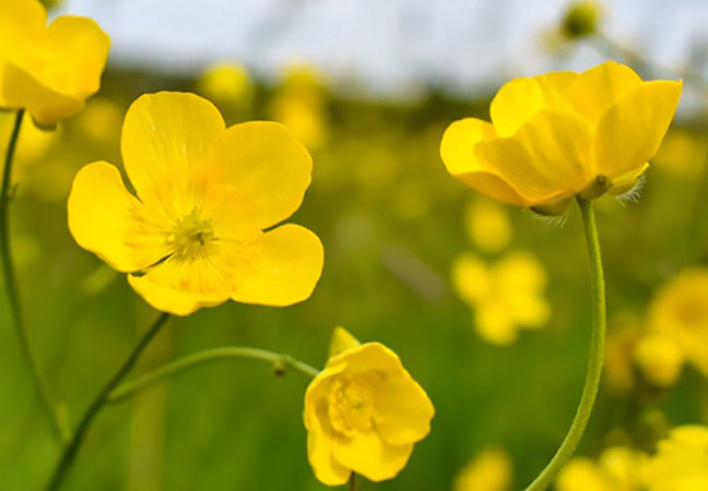 Buttercups