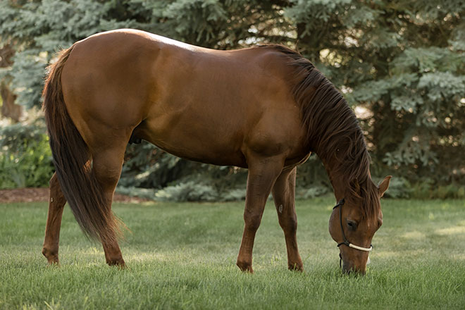 horse eating fresh pasture grass
