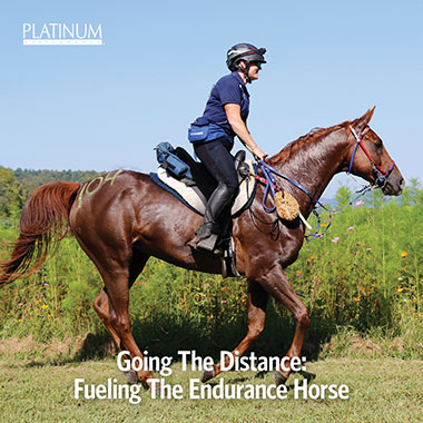 Fueling the Endurance Horse