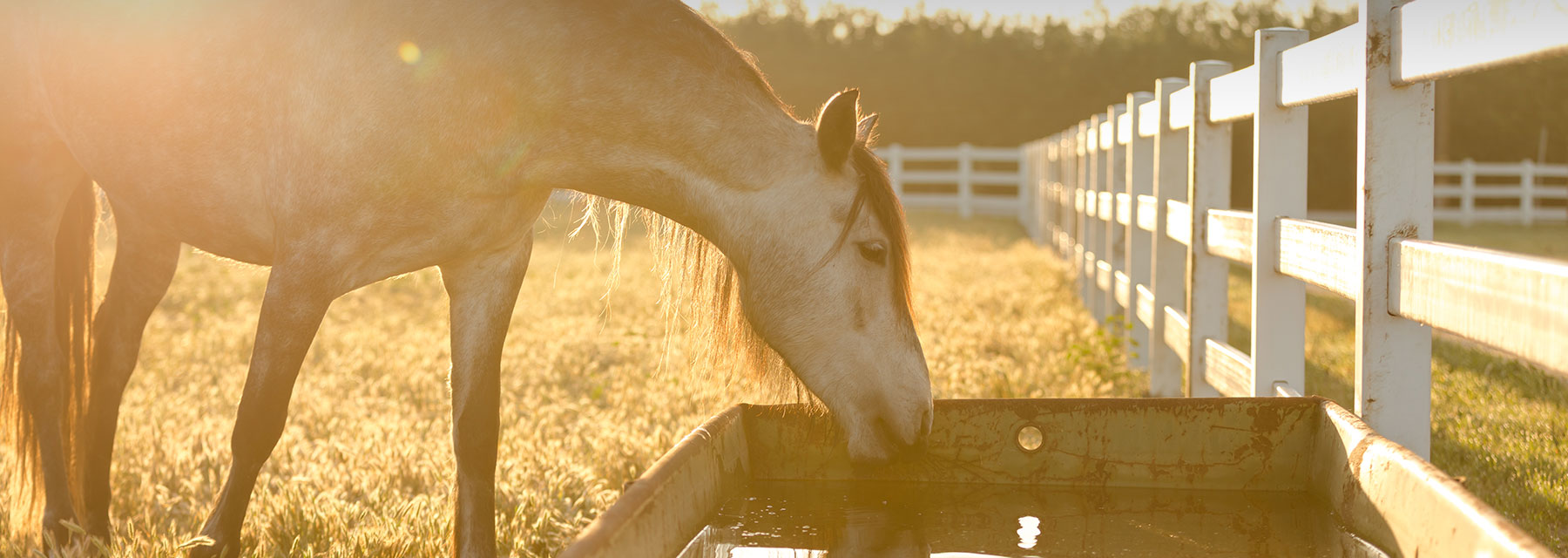 support horses through summer