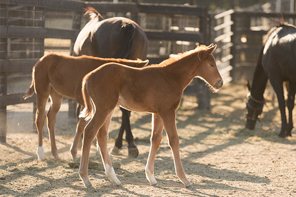 bio sponge foals