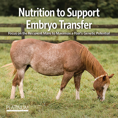 Feeding the Recipient Mare