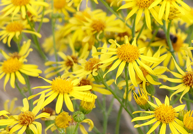 Tansy Ragwort
