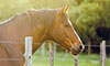advanced equine metabolic cases