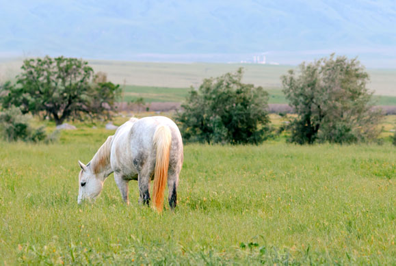 horse grazing in field