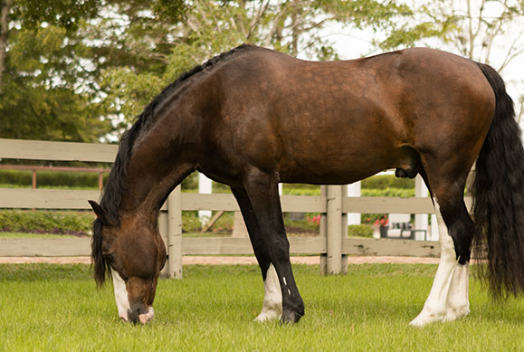 Karen Polle with horse