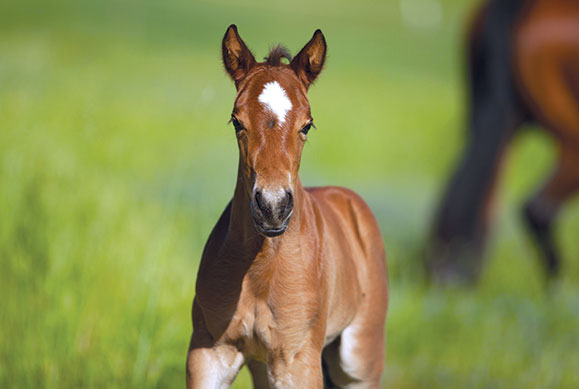 foal care