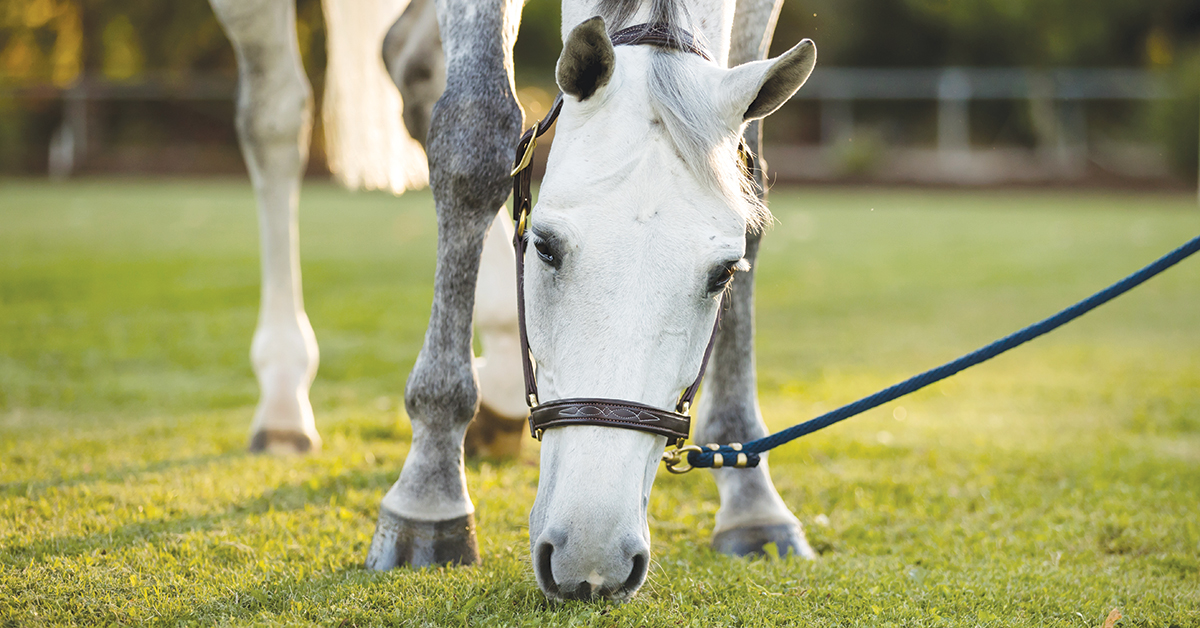 Gas Colic in Horses