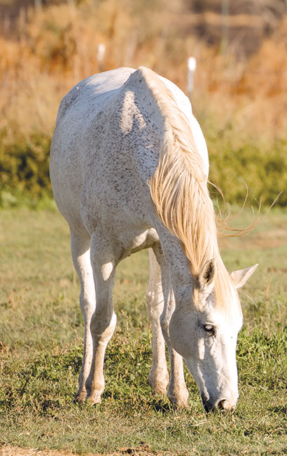 Gray horse grazing in a pasture