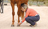 sidebone in horses