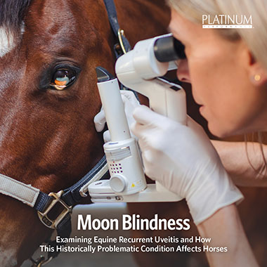 Moon Blindness in Horses