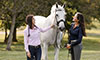 Wellness Exams for Horses