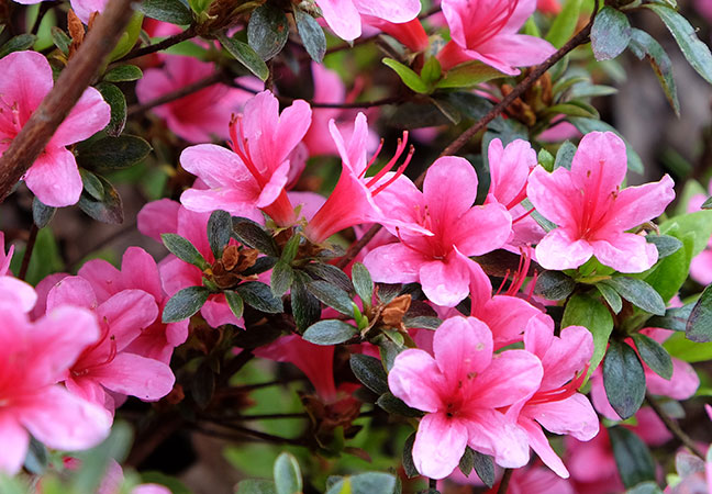 Azalea