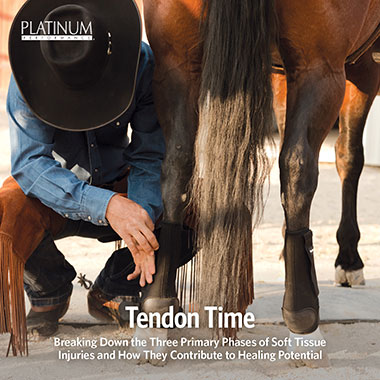 Tendon Time: Equine Soft Tissue Injuries