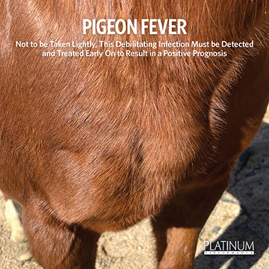 Pigeon Fever in Horses