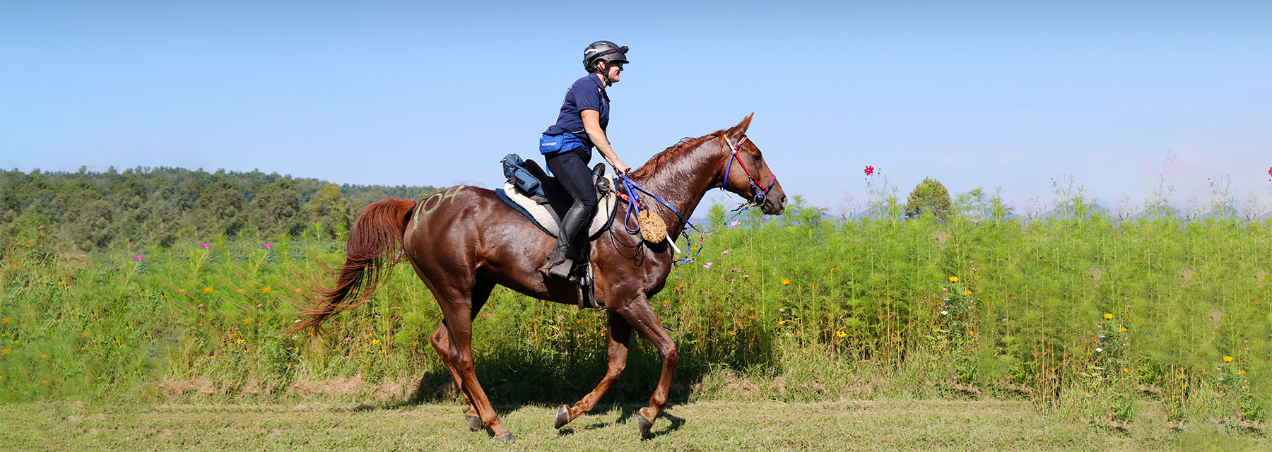 endurance horse competition