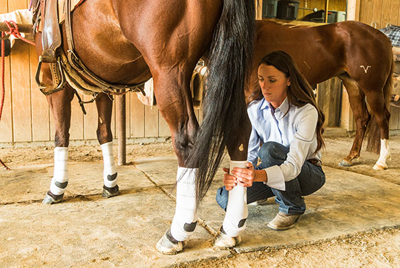 horse surgery