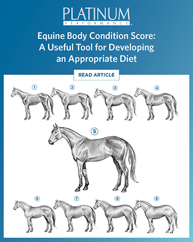 Determining Your Horse’s Body Condition Score