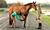 Understanding Ulcers in Horses