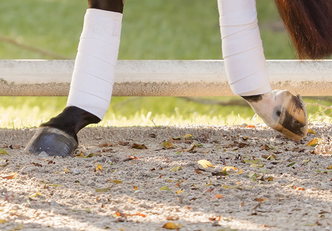 breakover in horses