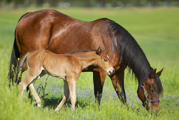 mare and foal