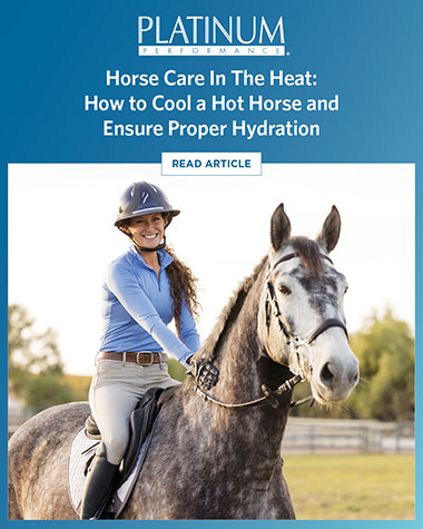 Summer Safety: Horse Care in the Heat