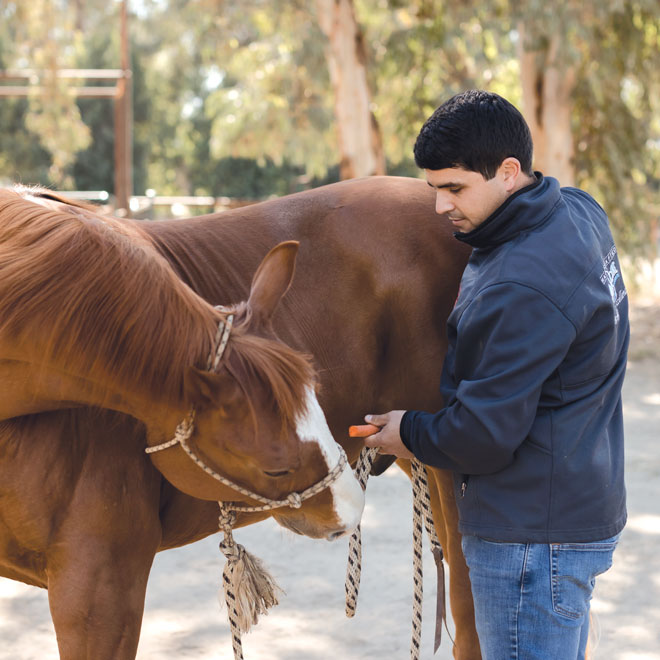 Exercise for Topline in Horses