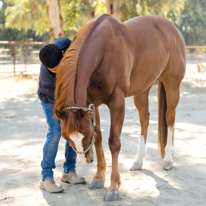 Exercise for Topline in Horses