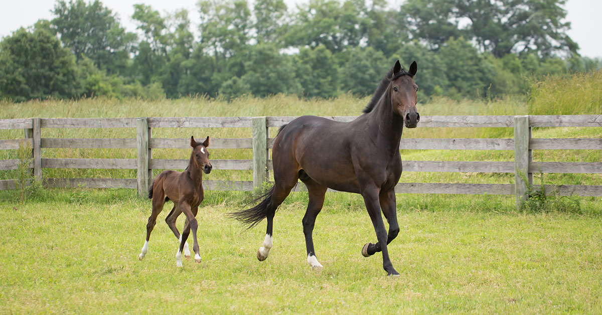 Horse Breeding Season Prep Performance Article