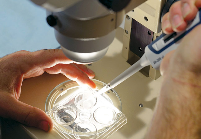 assisted equine reproduction