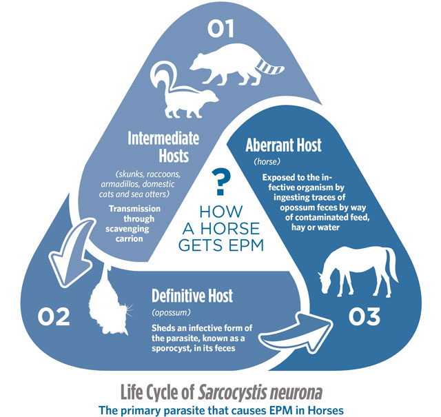 Infographic: Life Cycle of a Sarrocyctis neurona, The primary parasite that causes EPM