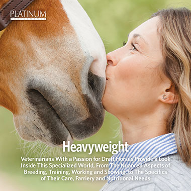 Heavyweight: Draft Horses