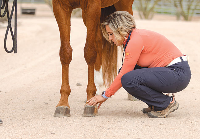 sidebone in horses