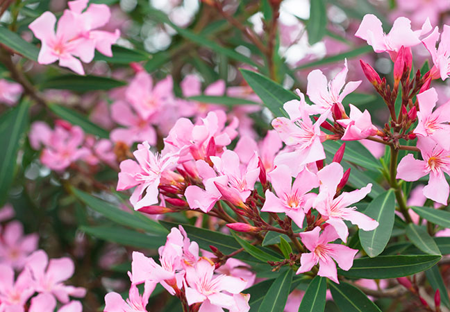 Oleander