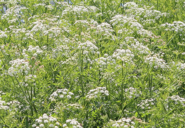 Water Hemlock