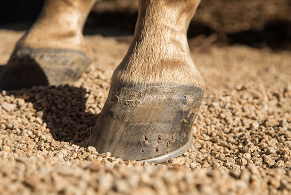 healthy hooves