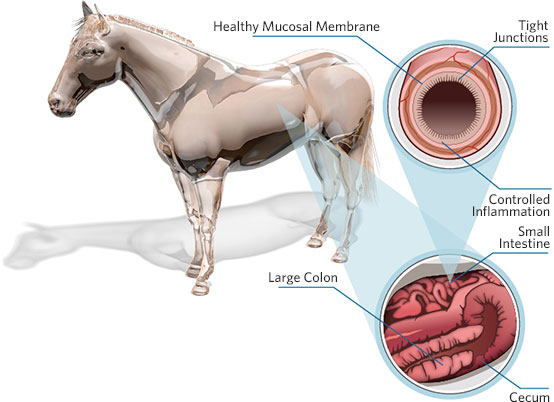 inflamemd joint